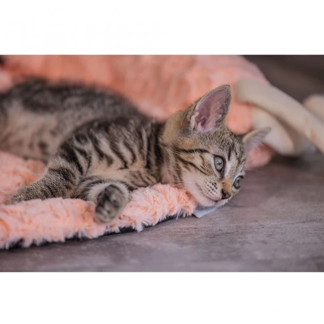 Beeztees Kitten Kissen Flamingo Giba 6 Beeztees Kitten Kissen Flamingo Giba – Bild 6