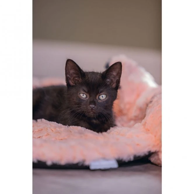 Beeztees Kitten Kissen Flamingo Giba 7 Beeztees Kitten Kissen Flamingo Giba – Bild 7