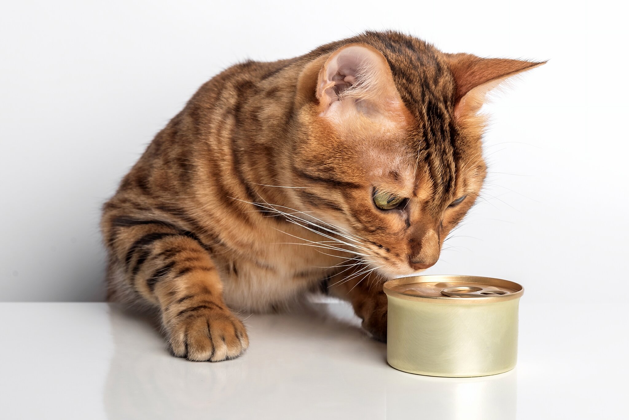 Trixie Verkaufs-Shop -Trixie Verkaufs-Shop 6108753 katzenfutter nassfutter t2405